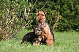 WELSH TERRIER 006